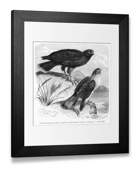 Framed Print : Caracara Falcon engraving 1892 Framed Print : Caracara Falcon engraving 1892