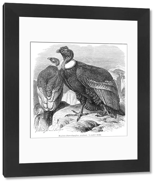 Condor engraving 1892
