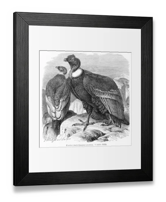 Framed Print : Condor engraving 1892 Framed Print : Condor engraving 1892