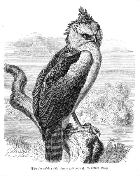 Crested eagle engraving 1892