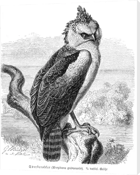 Crested eagle engraving 1892