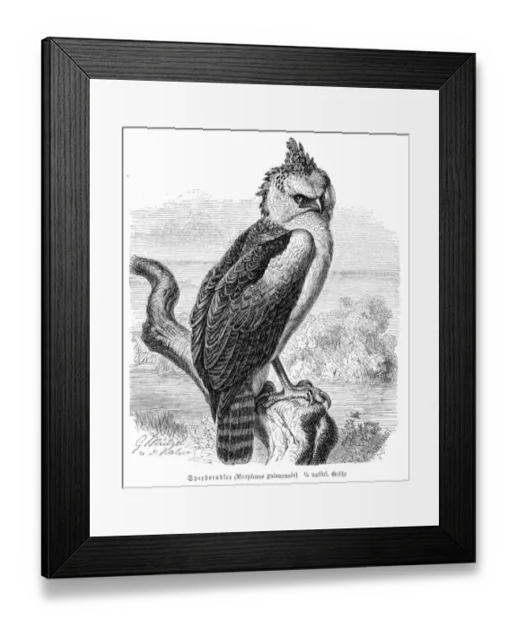 Framed Print : Crested eagle engraving 1892 Framed Print : Crested eagle engraving 1892