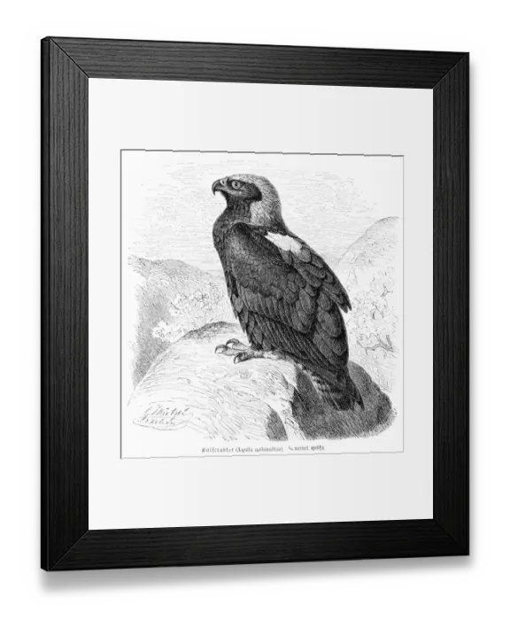 Framed Print : Eagle engraving 1892 Framed Print : Eagle engraving 1892
