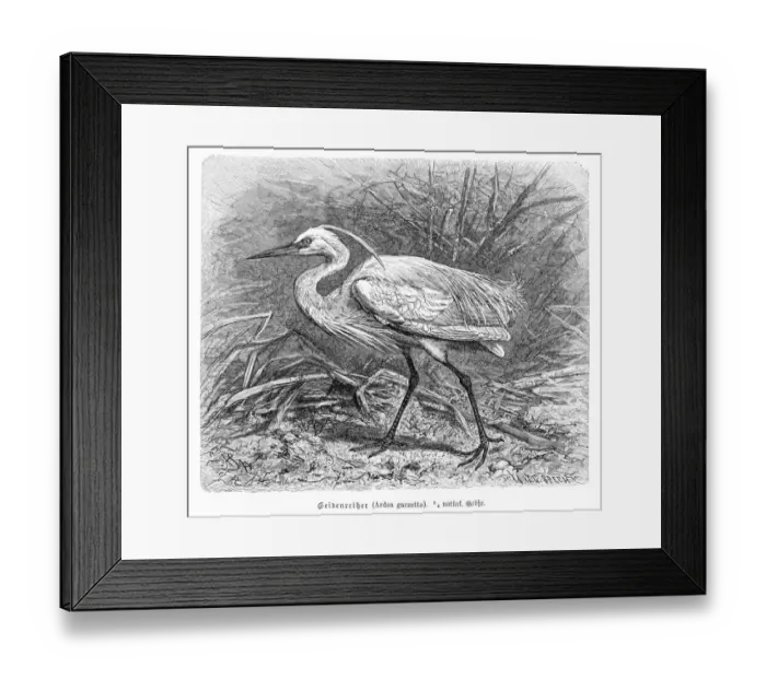 Framed Print : Egret engraving 1892 Framed Print : Egret engraving 1892