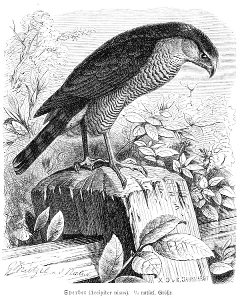 Eurasian sparrowhawk engraving 1892