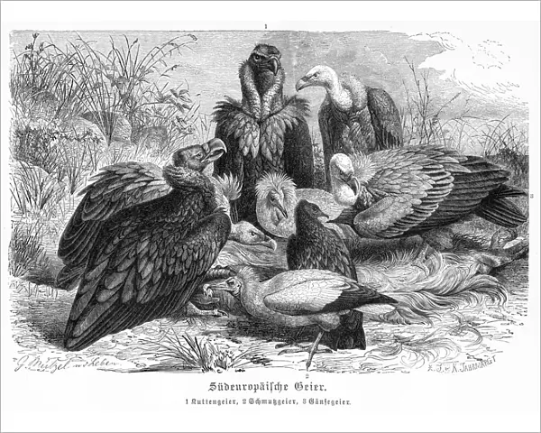European Vultures engraving 1892