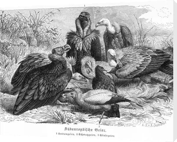 European Vultures engraving 1892
