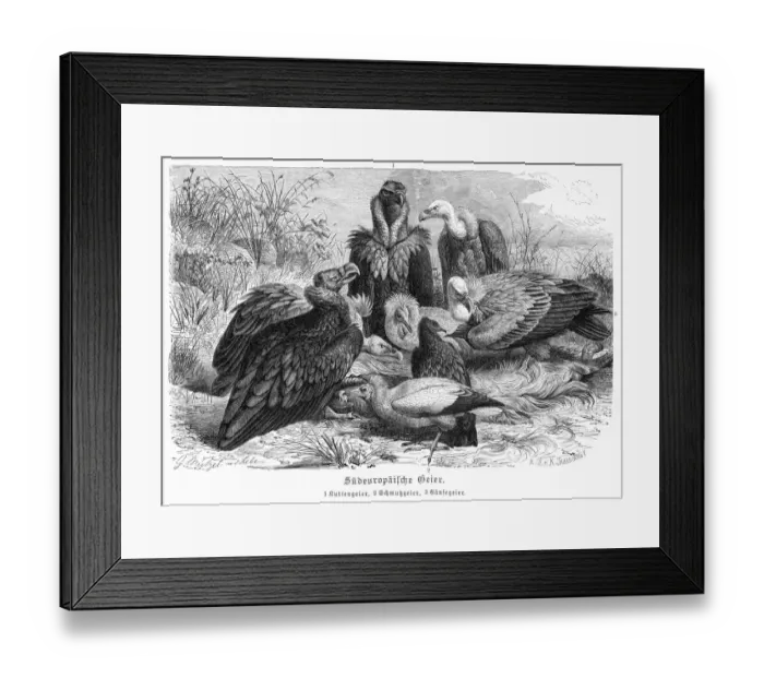 Framed Print : European Vultures engraving 1892 Framed Print : European Vultures engraving 1892