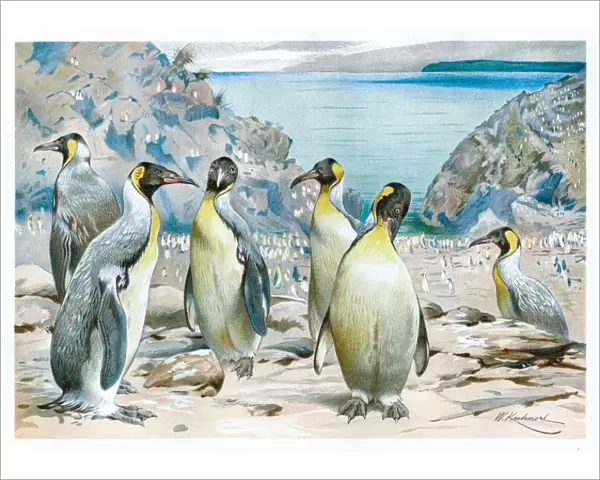 Extint Pachydyptes Penguins engraving 1892