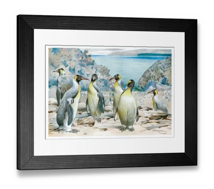 Framed Print : Extint Pachydyptes Penguins engraving 1892 Framed Print : Extint Pachydyptes Penguins engraving 1892