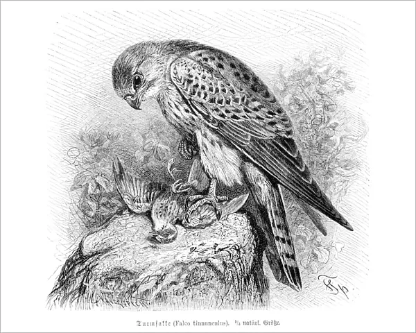 Falcon engraving 1892