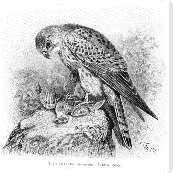Falcon engraving 1892