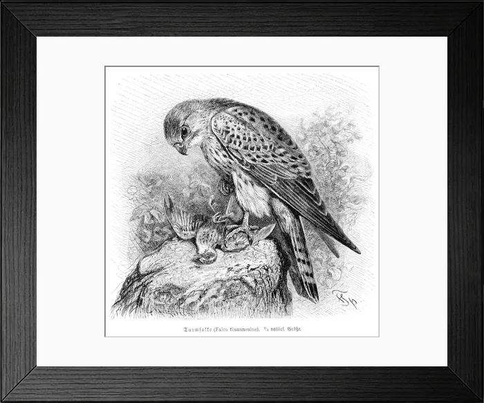 Framed Print : Falcon engraving 1892 Framed Print : Falcon engraving 1892