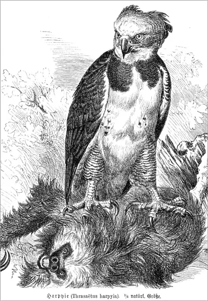 Harpy eagle engraving 1892