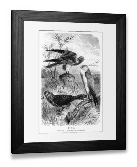 Framed Print : Hawks engraving 1892 Framed Print : Hawks engraving 1892