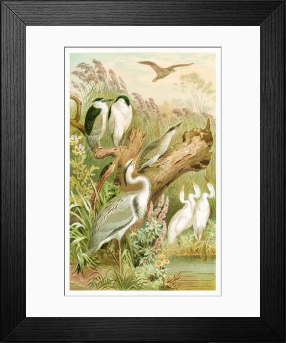 Framed Print : Heron engraving 1892 Framed Print : Heron engraving 1892