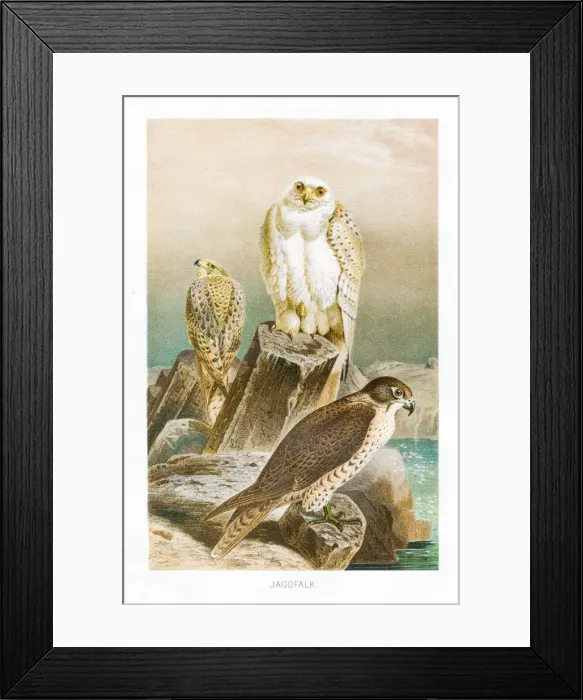 Framed Print : Hunting falcon engraving 1892 Framed Print : Hunting falcon engraving 1892