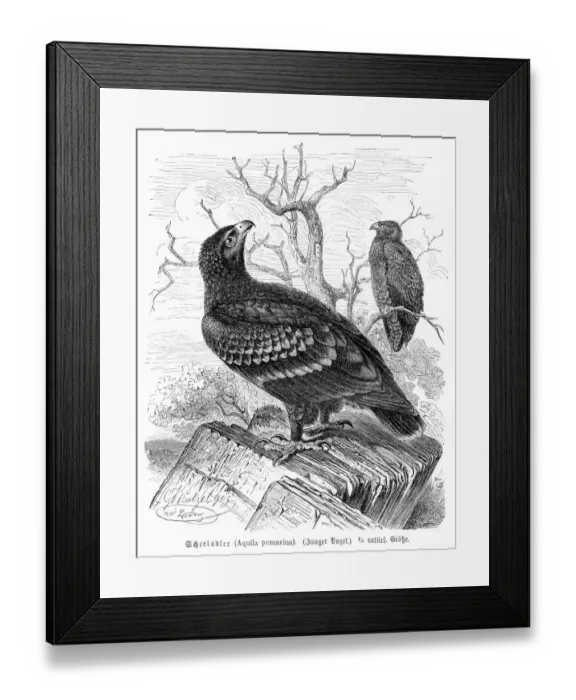 Framed Print : Lesser spotted eagle engraving 1892