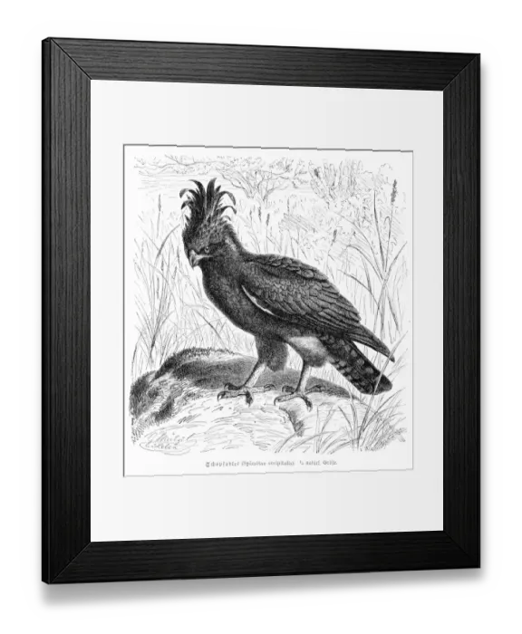 Framed Print : Long Crested Eagle engraving 1892 Framed Print : Long Crested Eagle engraving 1892