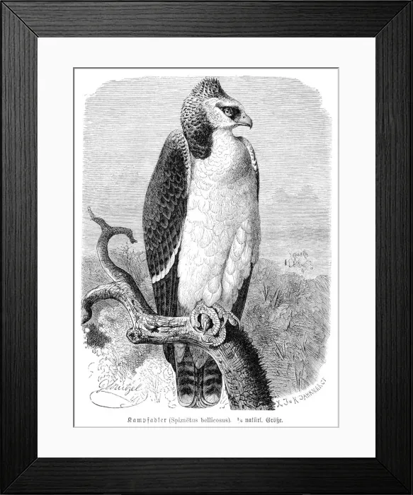 Framed Print : Martial eagle engraving 1892 Framed Print : Martial eagle engraving 1892