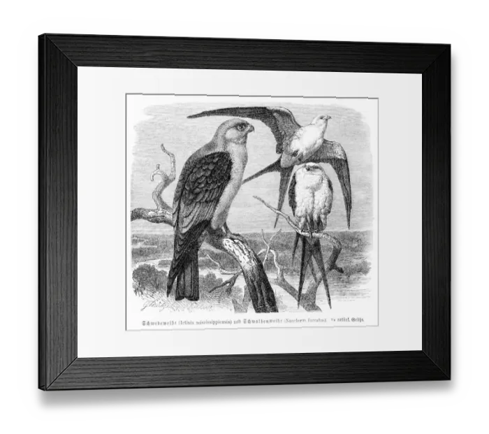 Framed Print : Mississippi kite engraving 1892 Framed Print : Mississippi kite engraving 1892