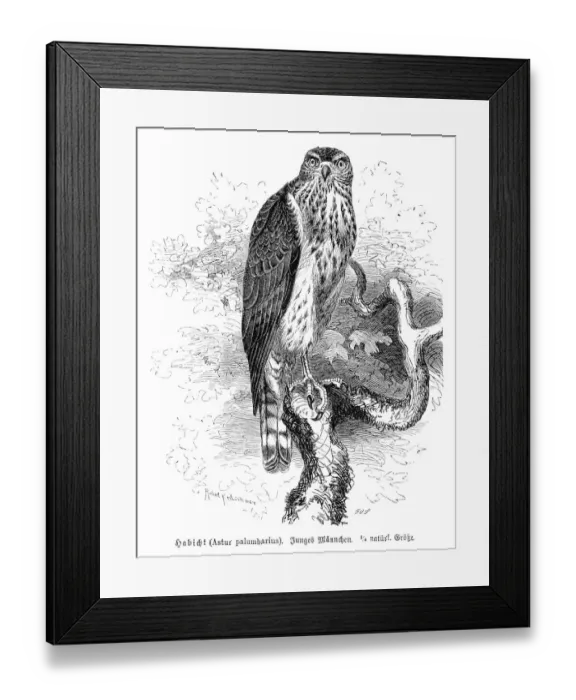Framed Print : Northern goshawk engraving 1892 Framed Print : Northern goshawk engraving 1892