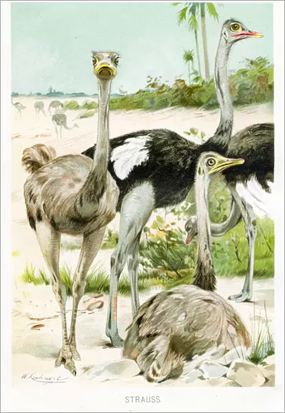 Ostrich engraving 1892