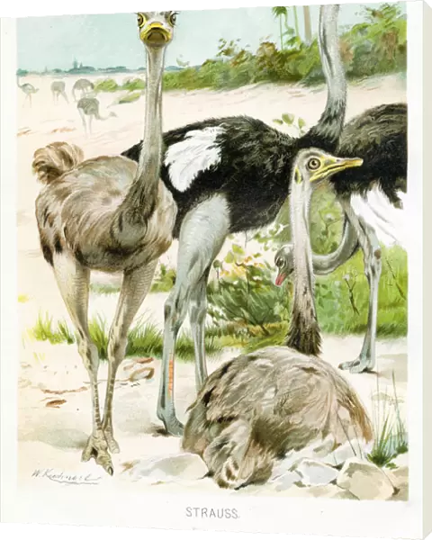 Ostrich engraving 1892