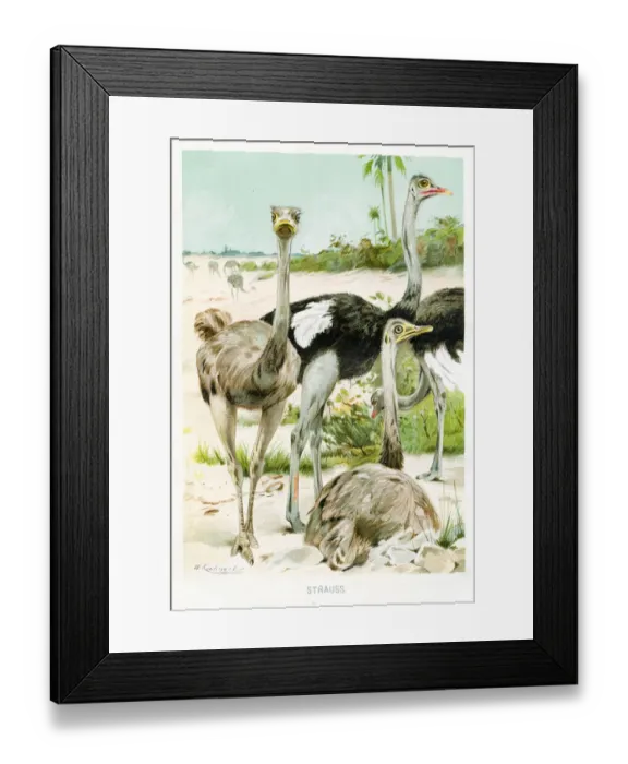 Framed Print : Ostrich engraving 1892 Framed Print : Ostrich engraving 1892