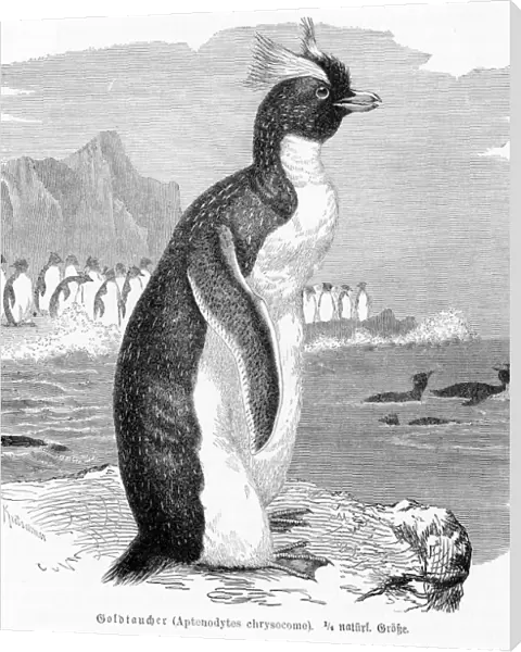 Penguin engraving 1892