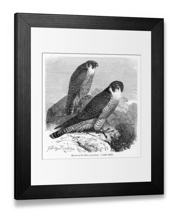 Framed Print : Peregrine Falcon engraving 1892 Framed Print : Peregrine Falcon engraving 1892