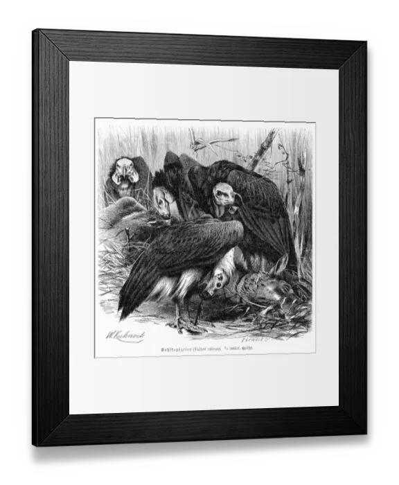 Framed Print : Red-headed vulture engraving 1892 Framed Print : Red-headed vulture engraving 1892