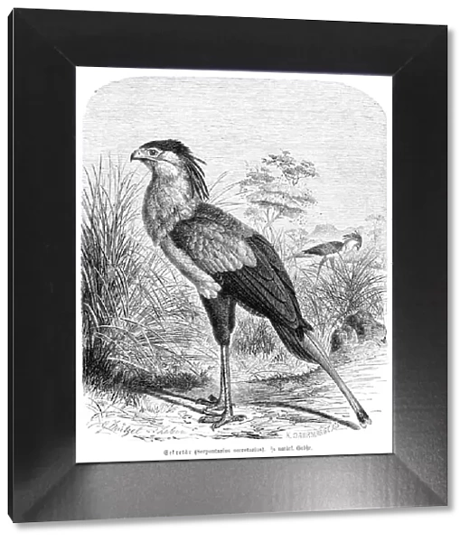 Secretary bird engraving 1892