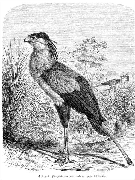 Secretary bird engraving 1892