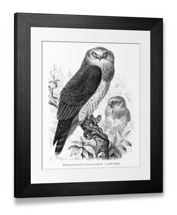 Framed Print : Snake eagle engraving 1892 Framed Print : Snake eagle engraving 1892