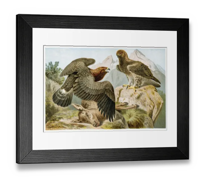 Framed Print : Stone eagle engraving 1892 Framed Print : Stone eagle engraving 1892