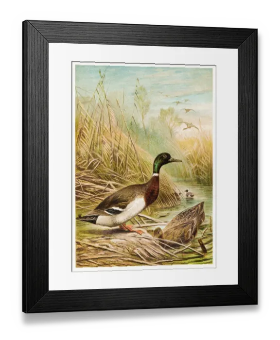 Framed Print : Wild duck engraving 1892 Framed Print : Wild duck engraving 1892