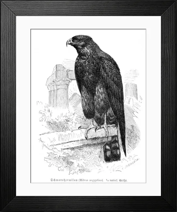 Framed Print : Yellow-billed kite engraving 1892 Framed Print : Yellow-billed kite engraving 1892