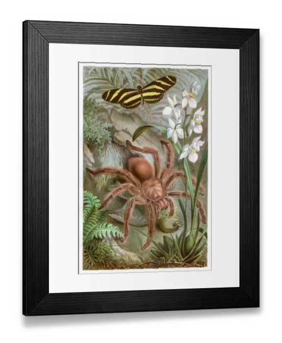 Framed Print : Tarantula Chromolithograph 1884 Framed Print : Tarantula Chromolithograph 1884