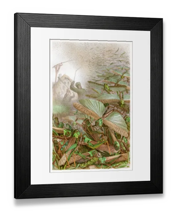 Framed Print : Swarm of grashoppers Chromolithograph 1884 Framed Print : Swarm of grashoppers Chromolithograph 1884