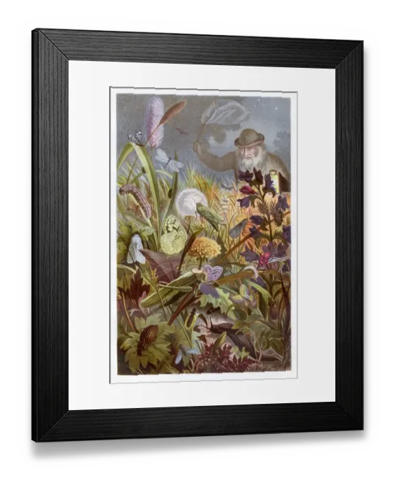 Framed Print : Insects at night Chromolithograph 1884 Framed Print : Insects at night Chromolithograph 1884