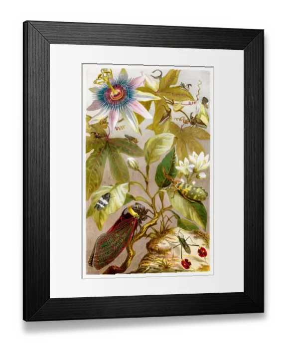 Framed Print : Cricket insect Chromolithograph 1884 Framed Print : Cricket insect Chromolithograph 1884