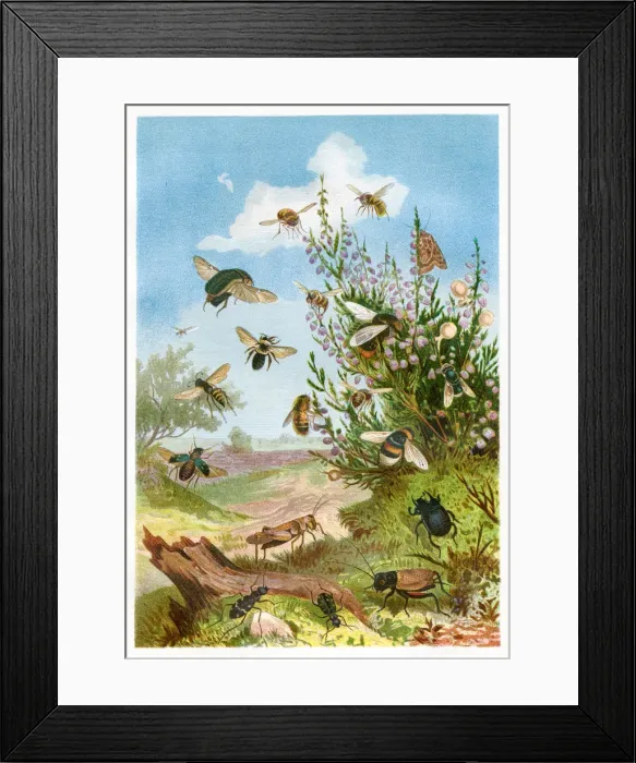Framed Print : Insects on heather Chromolithograph 1884 Framed Print : Insects on heather Chromolithograph 1884