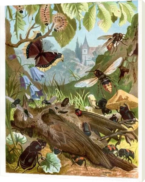 Insect eating deadth bird Chromolithograph 1884