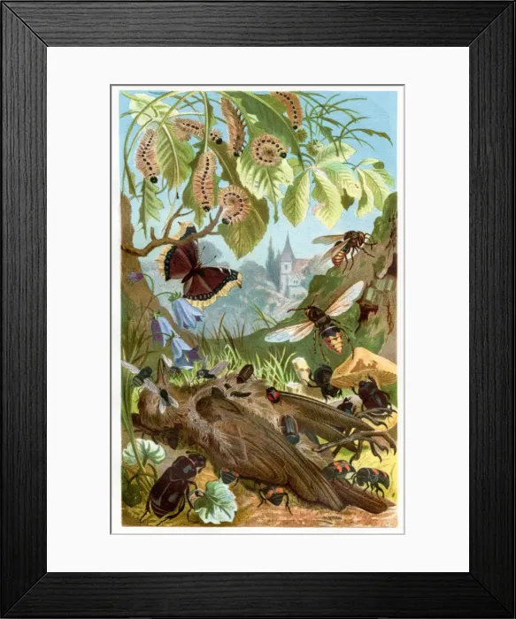 Framed Print : Insect eating deadth bird Chromolithograph 1884 Framed Print : Insect eating deadth bird Chromolithograph 1884