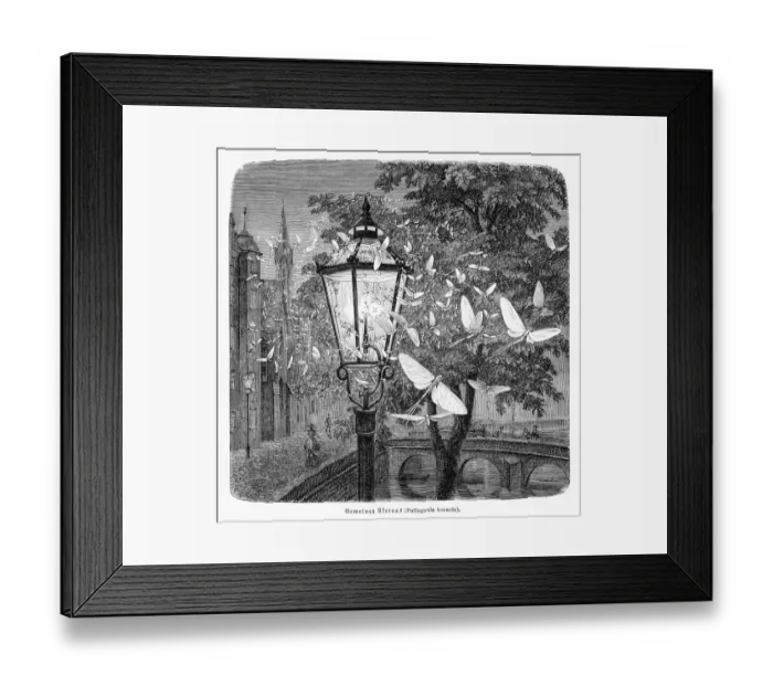Framed Print : Nocturnal insects engraving 1884 Framed Print : Nocturnal insects engraving 1884
