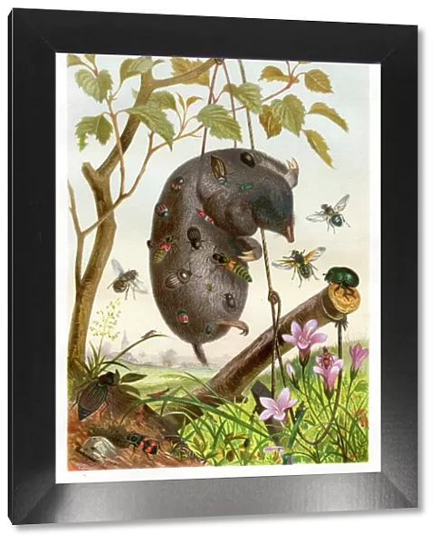 Insects at night Chromolithograph 1884 eating a mole Chromolithograph 1884