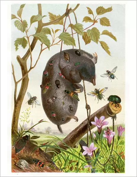 Insects at night Chromolithograph 1884 eating a mole Chromolithograph 1884