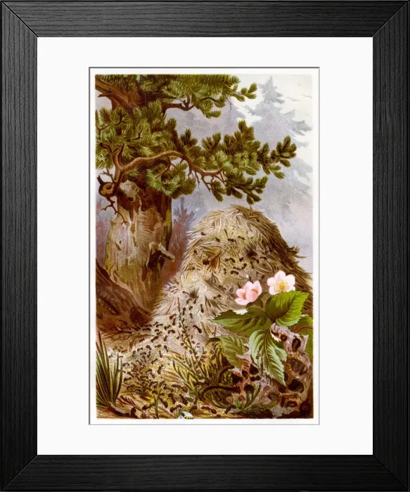 Framed Print : Red wood ant Chromolithograph 1884 Framed Print : Red wood ant Chromolithograph 1884