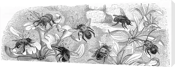 Bees engraving 1884